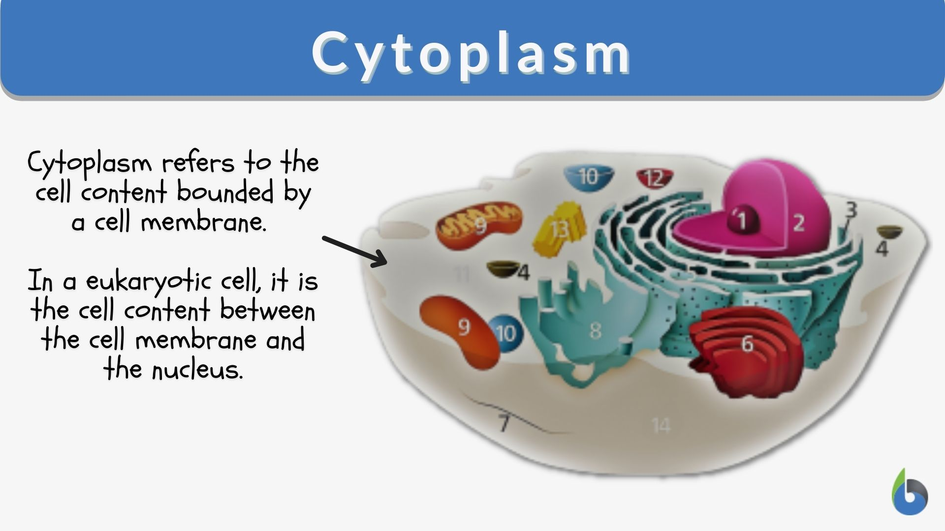<p>name it → see it</p><p><em>madden joke: the goop</em>, the semifluid within the organelle</p>