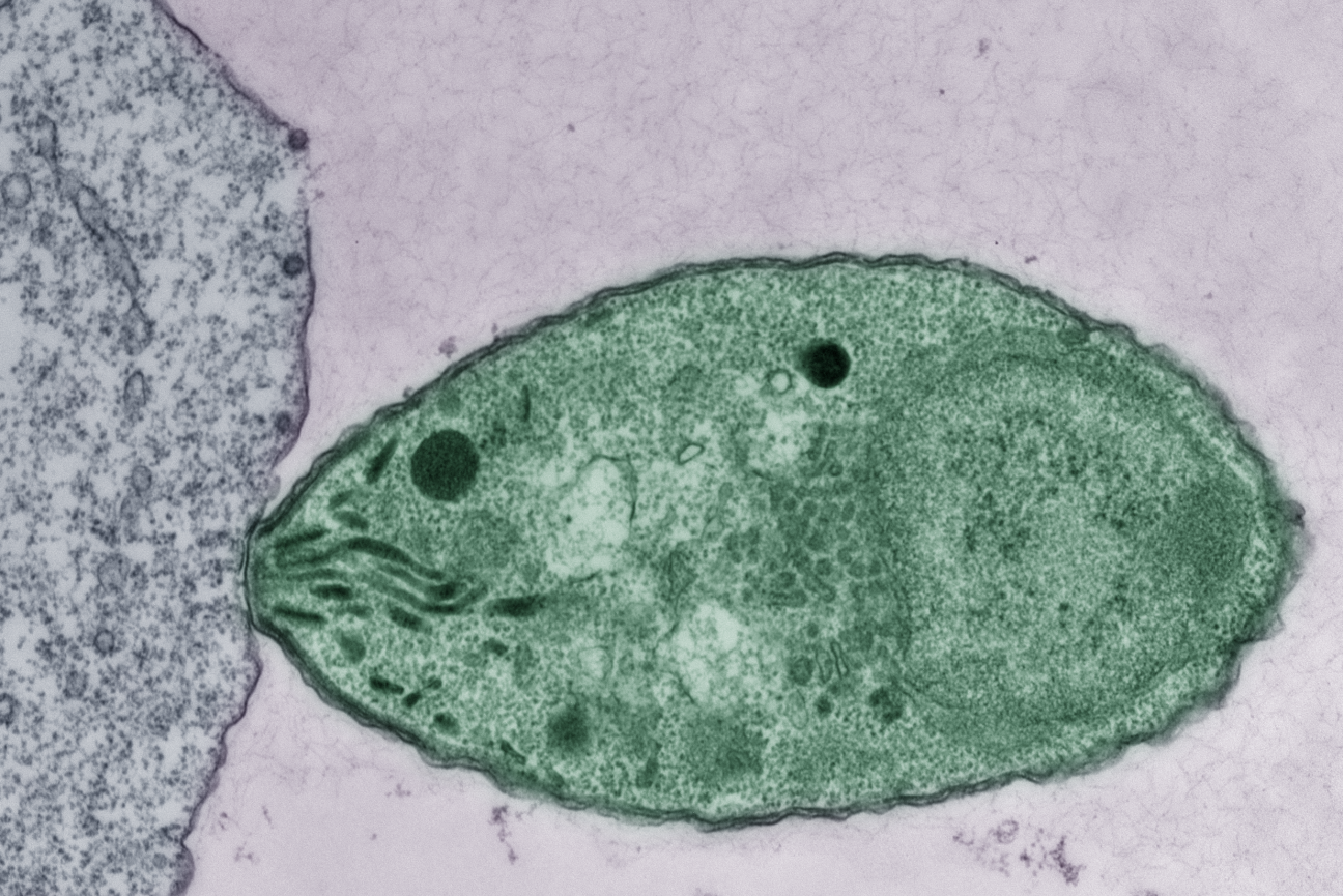 <p>Parasites or animals that have an apical structure that help them penetrate host cells (eg. plasmodium)</p>