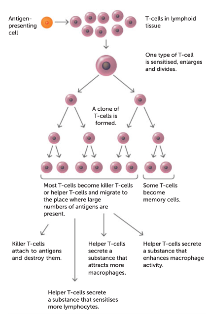 <p><span style="line-height: 115%;">Each T-cell responds to a specific antigen</span></p><p class="MsoNormal"><span style="line-height: 115%;">When a foreign antigen enters the body the following occurs;</span></p><p class="MsoListParagraphCxSpFirst"><span style="font-family: Calibri, sans-serif; line-height: 115%;">1.</span><span style="font-family: "Times New Roman"; line-height: normal; font-size: 7pt;">&nbsp;&nbsp;&nbsp;&nbsp; </span><span style="background-color: fuchsia; font-family: Calibri, sans-serif; line-height: 115%;">Macrophages phagocyte the pathogen, then present the antigen on their cell surface (antigen presenting cell)</span></p><p class="MsoListParagraphCxSpMiddle"><span style="font-family: Calibri, sans-serif; line-height: 115%;">2.</span><span style="font-family: "Times New Roman"; line-height: normal; font-size: 7pt;">&nbsp;&nbsp;&nbsp;&nbsp; </span><span style="background-color: fuchsia; font-family: Calibri, sans-serif; line-height: 115%;">They then travel to the nearest lymph node and present the antigen to helper T-cells</span></p><p class="MsoListParagraphCxSpMiddle"><span style="font-family: Calibri, sans-serif; line-height: 115%;">3.</span><span style="font-family: "Times New Roman"; line-height: normal; font-size: 7pt;">&nbsp;&nbsp;&nbsp;&nbsp; </span><span style="background-color: fuchsia; font-family: Calibri, sans-serif; line-height: 115%;">The specifically programmed T-cell for that antigen becomes activated or sensitised</span></p><p class="MsoListParagraphCxSpMiddle"><span style="font-family: Calibri, sans-serif; line-height: 115%;">4.</span><span style="font-family: "Times New Roman"; line-height: normal; font-size: 7pt;">&nbsp;&nbsp;&nbsp;&nbsp; </span><span style="background-color: fuchsia; font-family: Calibri, sans-serif; line-height: 115%;">Sensitised T-cells enlarge and divide, each giving a rise to a clone of identical T-cells</span></p><p class="MsoListParagraphCxSpMiddle"><span style="font-family: Calibri, sans-serif; line-height: 115%;">5.</span><span style="font-family: "Times New Roman"; line-height: normal; font-size: 7pt;">&nbsp;&nbsp;&nbsp;&nbsp; </span><span style="background-color: fuchsia; font-family: Calibri, sans-serif; line-height: 115%;">Most clone cells develop into <strong>other T-cell types</strong>, migrate to infection site and fight infection.</span></p><p class="MsoListParagraphCxSpLast"><span style="font-family: Calibri, sans-serif; line-height: 115%;">6.</span><span style="font-family: "Times New Roman"; line-height: normal; font-size: 7pt;">&nbsp;&nbsp;&nbsp;&nbsp; </span><span style="background-color: fuchsia; font-family: Calibri, sans-serif; line-height: 115%;">A small number develop into <strong>memory T-cells </strong>and remain in lymphoid tissue for future infections by the same antigen.</span></p>