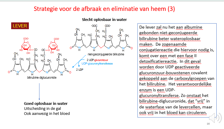 <p><span>Het bilirubine dat van de milt naar de lever is geraakt via de bloedbaan gebonden aan albumine, wordt opgenomen in de hepatocyten en zal daar via onze detoxificatiereacties (via glucuronidatie door glucuronyl transferase) meer wateroplosbaar gemaakt worden.</span></p><p style="text-align: left;"></p><p style="text-align: left;"><span>Er moeten 2 glucuronzuren gebonden worden aan bilirubine en dan is het goed wateroplosbaar en kan het geconcentreerd uitgescheiden worden via de gal.</span></p><p style="text-align: left;"></p><p style="text-align: left;"><span>De gal zal dan de voedselbolus vervoegen in het duodenum en zal dan met de stoelgang verwijderd worden uit ons systeem.</span></p><p style="text-align: left;"><span>Een klein deel van de bilirubine (zeker als de concentraties in ons bloed heel hoog worden) verschijnt ook in de urine, kleurt de urine geel (en kan zelf de urine bruin kleuren op momenten dat er een probleem is met de gal afvloei).</span></p>