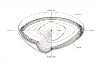 <p>The “axis” is the line that connects the anterior &amp; posterior pole. The axial thickness is around 4mm.</p>