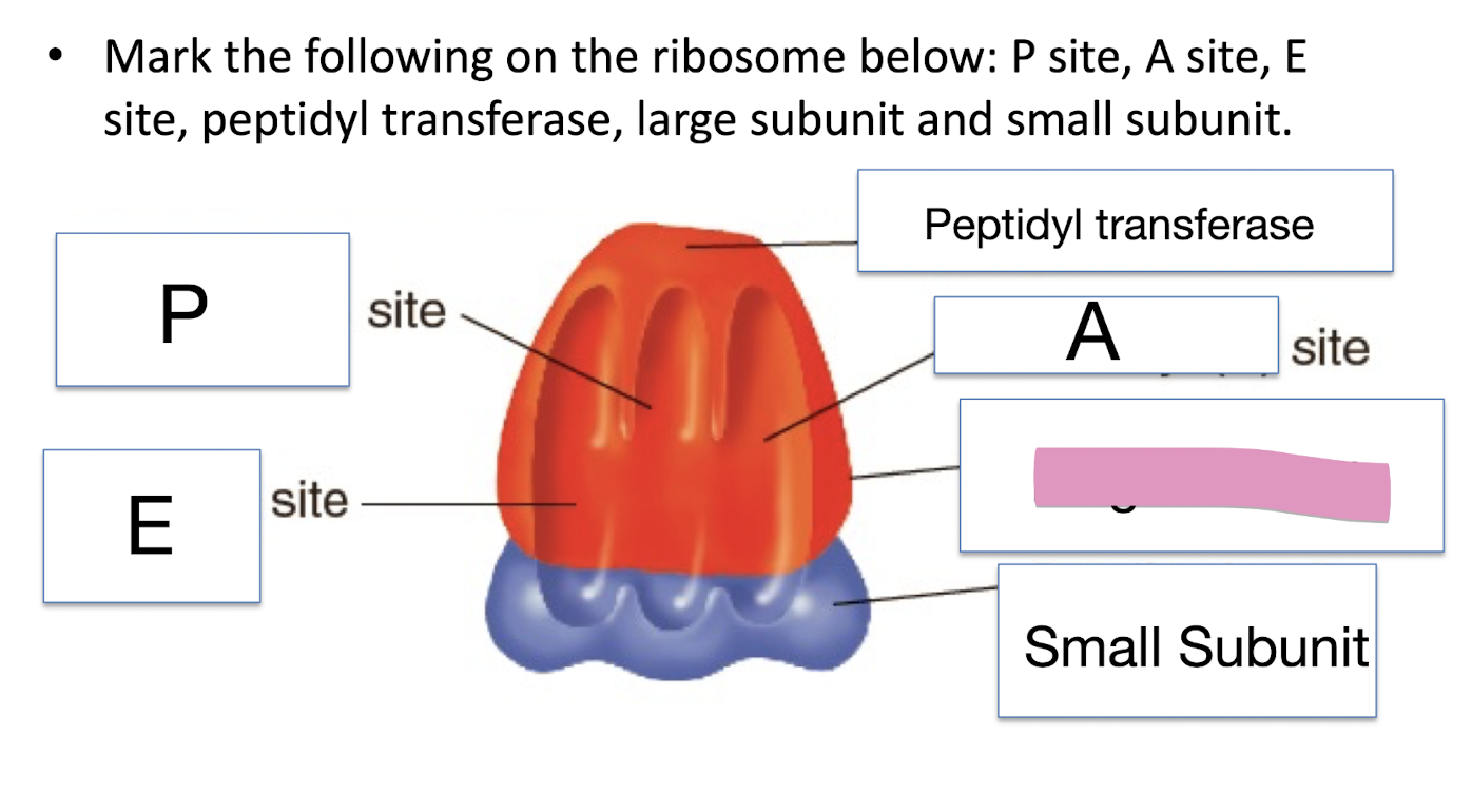 <p>Mark the following on the ribosome below: P site, A site, E site, peptidyl transferase, large subunit and small subunit</p>