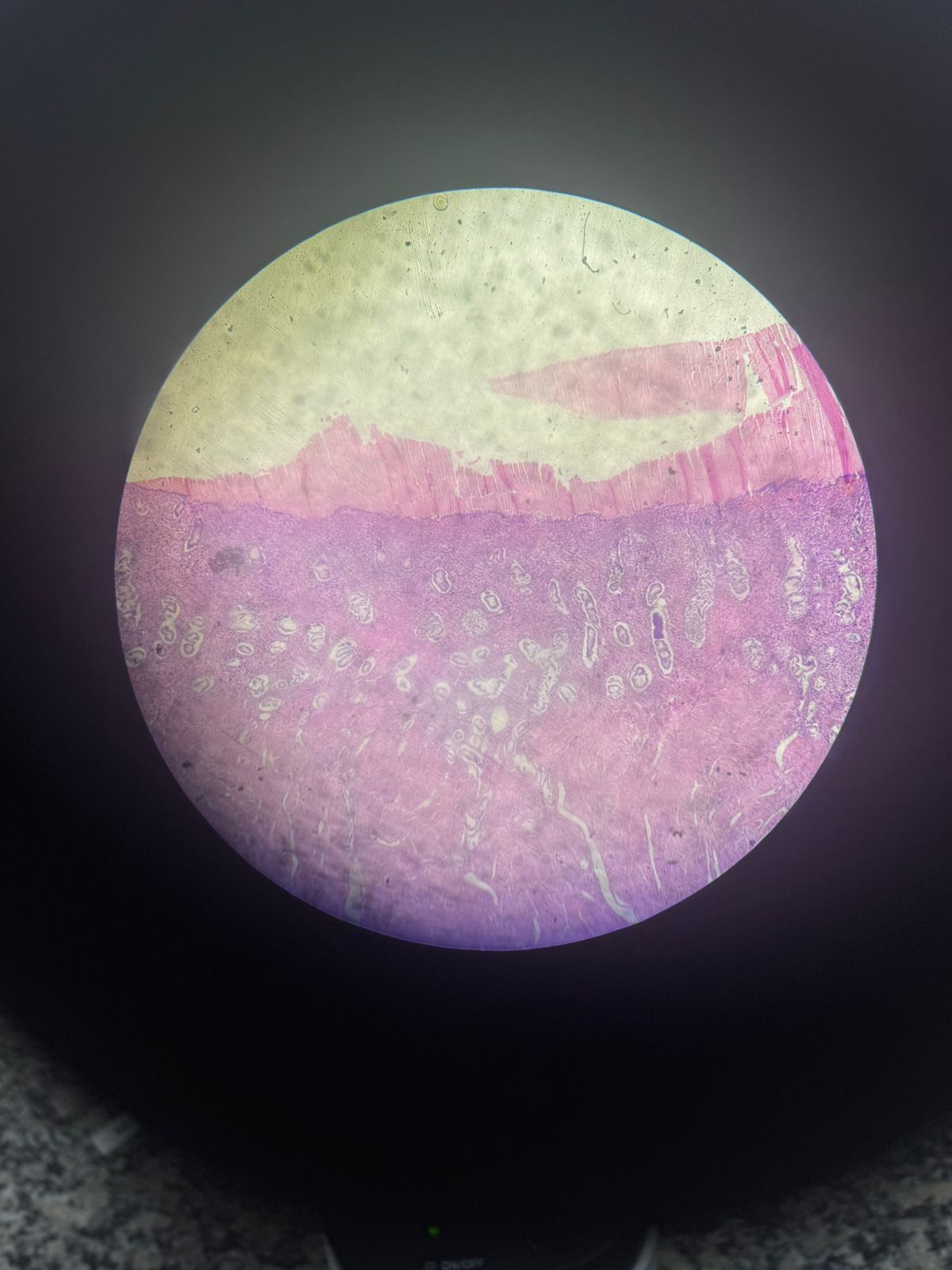 <p>Qual órgão é esse? Qual característica é observável?</p>