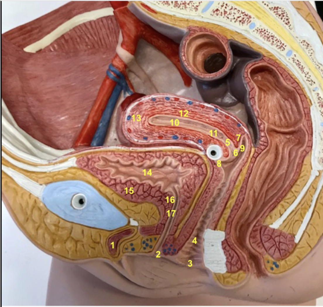 <p>1.Clitoris</p><p>2.External urethral orifice</p><p>3.External vaginal orifice</p><p>4.Rugae of vaginal canal</p><p>5.Cervical canal</p><p>6.External os</p><p>7.Cervix </p><p>8.Anterior fornix</p><p>9.Posterior fornix</p><p>10.Uterine cavity</p><p>11.Internal os </p><p>12.Endometrium</p><p>13.Myometrium (smooth muscle layer)</p><p>14.Urinary bladder with rugae</p><p>15.Detrusor muscle</p><p>16.Internal urethral sphincter</p><p>17.Urethra</p>