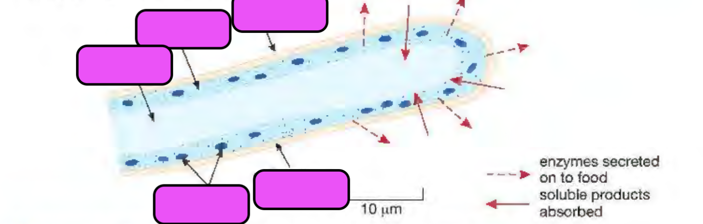<p><span style="background-color: transparent;">Label the structures of fungus in extracellular digestion.</span></p>
