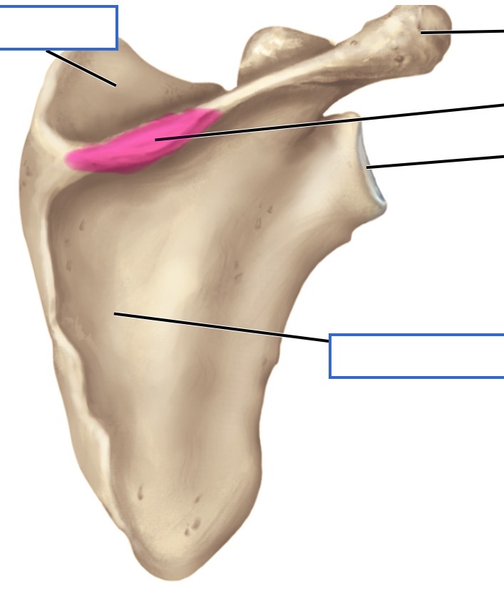 <p>posterior</p>