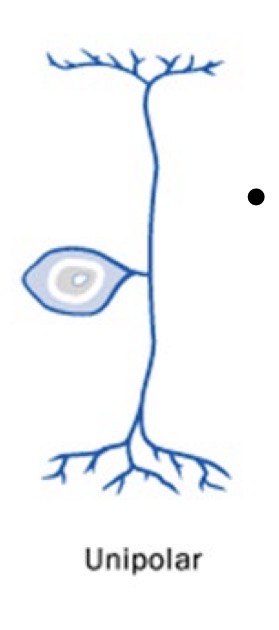 <p><span><span>sensory neuron with one branch that splits in two, cell body is in the middle (one side receives signals and the other sends them to the brain/spinal cord)</span></span></p>