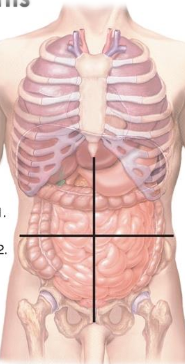 <p>four abdominopelvic quadrants</p>