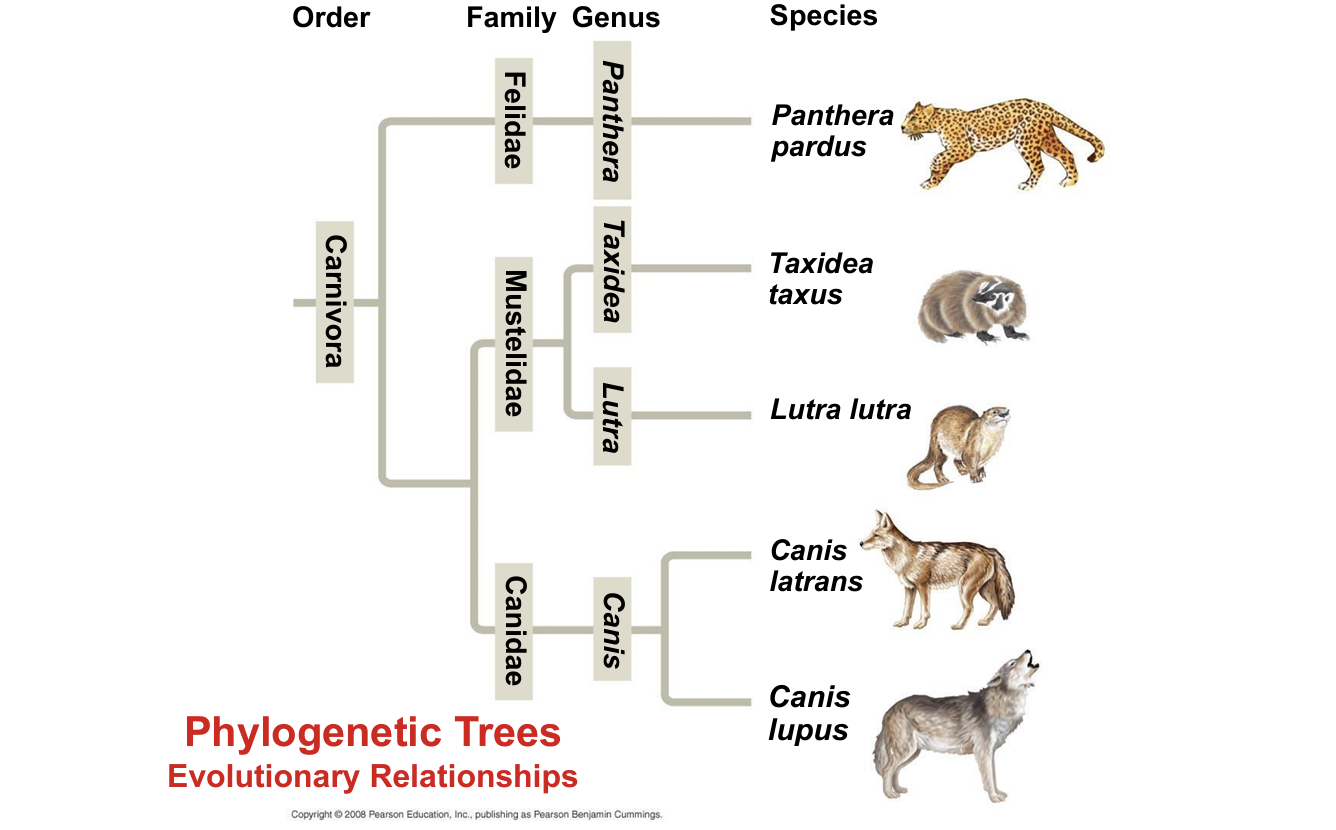 <p>In the diagram which organisms. Are sister taxa?</p>