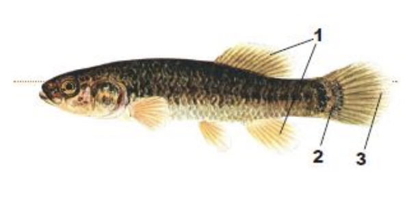 <p>1) dorsal and anal fins far back on body</p><p>2) black bar on caudal fin base</p><p>3) rounded caudal fin</p>