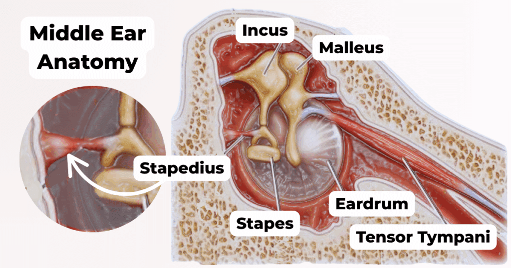 <p>Stapedius and Tensor Tympani</p><p>both make up acoustic reflex, initiated at 80 dB as a protective mechanism but not a true protective mechanism because they only perform a pulling motion, they don’t vibrate</p>
