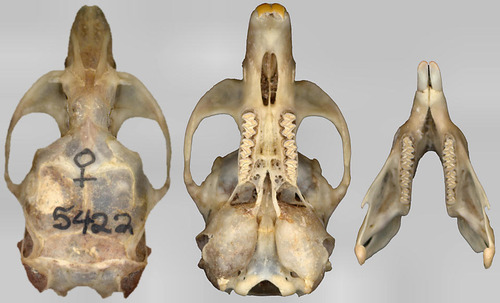 <p>Family Cricetidae Arborimus pomo (sonoma red tree vole)</p>