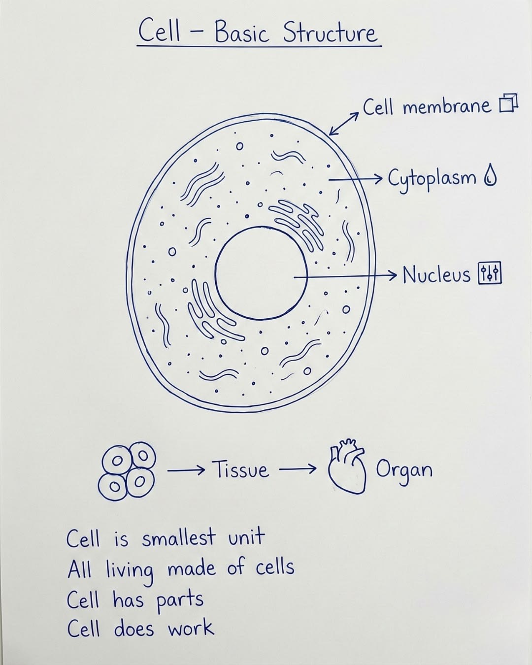 <p>What is the function of a Cell Membrane?</p>