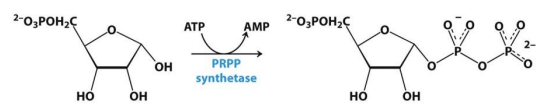 <p>Ribose-5-phosphate → PRPP</p>