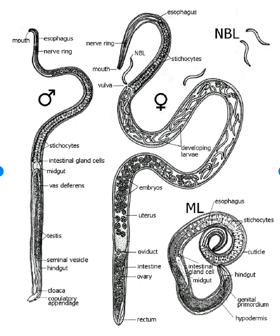 <p>Trichinella spiralis Male Anatomy </p>