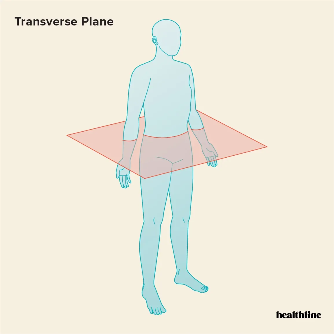 <p><strong>____ divides the body into top and bottom </strong></p>