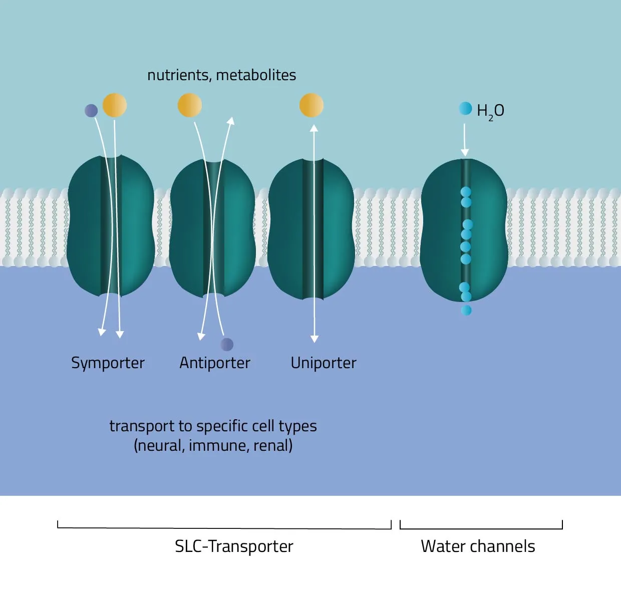 <p>Six functions of transmembrane proteins</p>