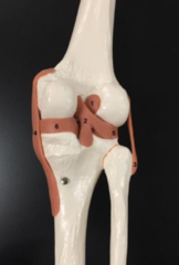 <p>what ligament is 1?</p>