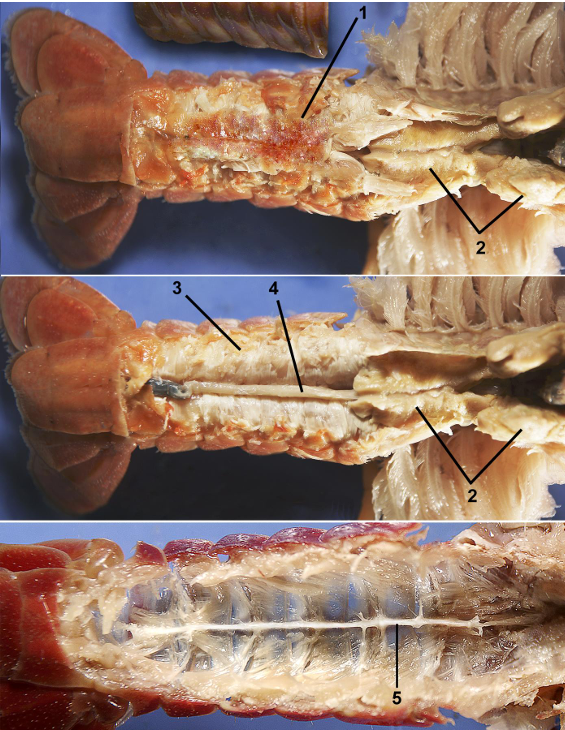 <p>taxa</p><p>label numbers</p>