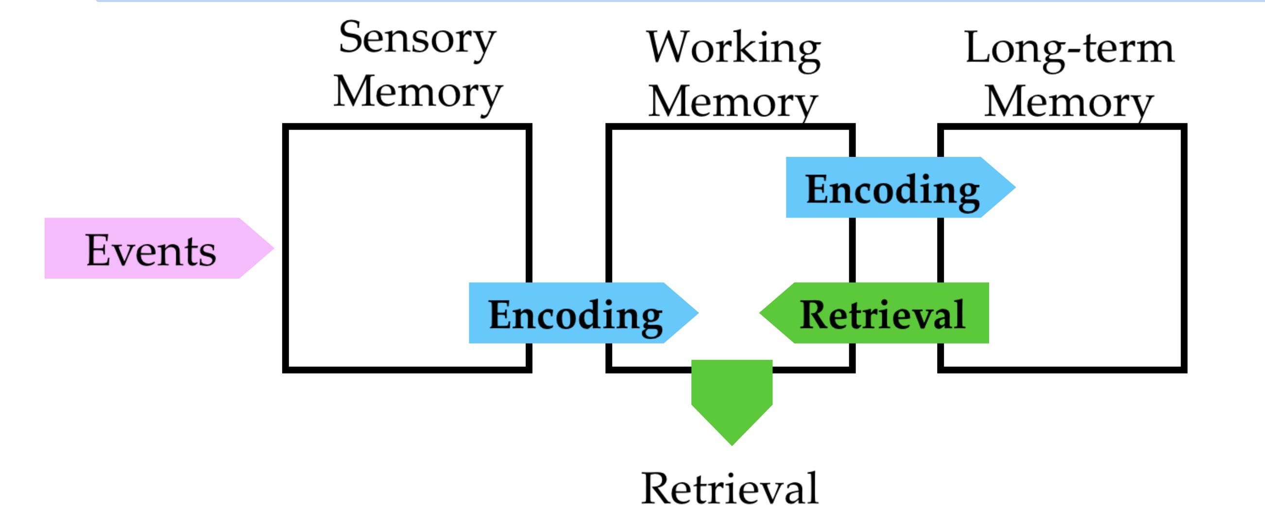 <p><span><span>Storage is at the heart of memory. Three stores of memory are shown below:</span></span></p>