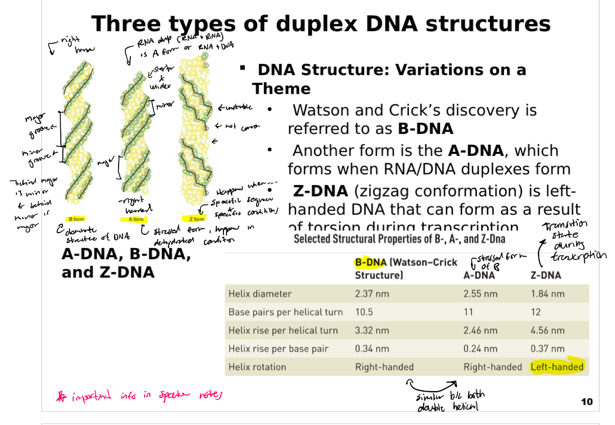 <p>This slide introduces the <strong>three types of duplex DNA structures</strong> and explains their key differences.</p><p><strong>Content:</strong></p><p><strong>B-DNA:</strong> The familiar right-handed double helix discovered by Watson and Crick. It is the predominant form of DNA under physiological conditions.</p><p><strong>A-DNA:</strong> Another right-handed helix that is shorter and more compact. It often appears in dehydrated DNA samples or in <strong>DNA/RNA hybrid duplexes</strong>. RNA/RNA duplexes are also A-type.</p><p><strong>Z-DNA:</strong> A left-handed helix with a zigzag backbone. It can form <strong><mark data-color="yellow" style="background-color: yellow; color: inherit;">transiently during transcription</mark></strong><mark data-color="yellow" style="background-color: yellow; color: inherit;"> or under torsional stress, and is thought to </mark><strong><mark data-color="yellow" style="background-color: yellow; color: inherit;">have regulatory roles.</mark></strong></p><p><strong>Illustrations:</strong></p><p>The slide includes side-by-side visualizations of the three forms, showing their helical handedness and shape differences.</p><p><strong>Table of properties:</strong></p><p><strong>B-DNA:</strong> Diameter ~2.37 nm, 10.5 base pairs per turn, helix rise 3.32 nm per turn (0.34 nm per base), right-handed.</p><p><strong>A-DNA:</strong> Diameter ~2.55 nm, 11 base pairs per turn, helix rise 2.46 nm per turn (0.24 nm per base), right-handed.</p><p><strong>Z-DNA:</strong> Diameter ~1.84 nm, 12 base pairs per turn, helix rise 4.56 nm per turn (0.37 nm per base), <strong>left-handed</strong>.</p><p>The slide emphasizes that DNA is <strong>structurally dynamic</strong>, capable of adopting different conformations based on environment and function.</p>