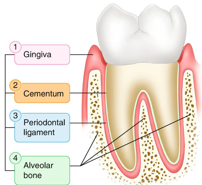 <p>Functional system of tissues that surrounds teeth and attaches them to jawbone </p><p>Perio = around </p><p>Odontos = tooth</p><p>*aka-  supporting tissues of teeth, attachment apparatus </p>