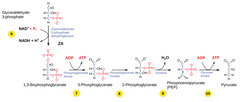 <p>2 NADH + 4 ATP + 2 pyruvate</p><p>(Note: 4 ATP produced - 2 ATP invested = 2 ATP net)</p>