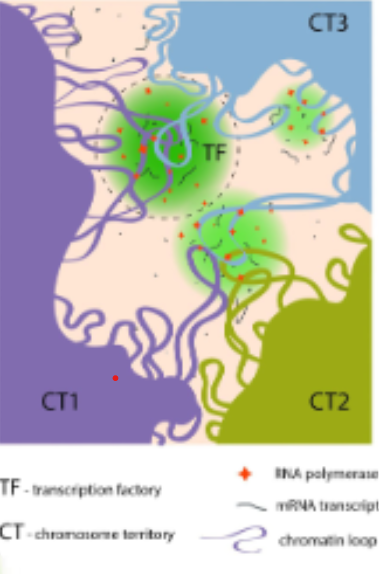 <p>in oil bubbles keeps condensin loops</p><p>DNA is moved and brought to RNA polymerase</p><p>(all DNA required for s specific job)</p><p></p><p>Transcription factories are nuclear clusters of RNA polymerase and transcription machinery where multiple genes are transcribed simultaneously as DNA loops into these active transcription hubs.</p>