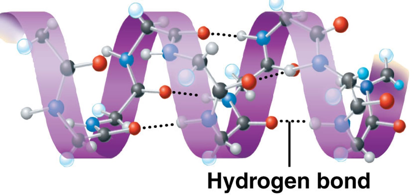 <p>type of secondary structure that occurs when hydrogen bonds form between the hydrogen of an amine and the carbonyl oxygen of another amino acid with the residues pointing outwards</p>