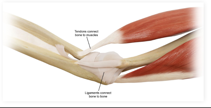 <p><strong>Tendons</strong>: Attach muscle to bone</p><p>Two types (Muscle to Bone)</p><p></p>