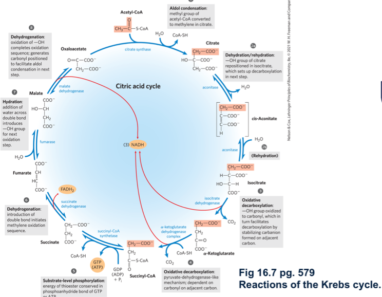 <ul><li><p>aka the citric acid cycle, the bicarboxylic acid cycle (TCA) </p></li><li><p>is the metabolic hub of the cell </p></li><li><p>it completely oxidizes acetyl COA to CO2 and in the process, generates high energy e- ) in the form of NADH and FADH2) and GTP </p></li><li><p>these e- are used in oxidative phosphorylation to generate ATP </p></li><li><p>the kreb’s cycle is also a source of many biological precursores </p></li><li><p>occurs in the mitochondrial matrix</p></li></ul><p></p>