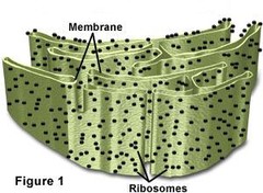 <p>studded with proteins and its functions include protein sorting, glycolisatation and insertion of membrane proteins</p>