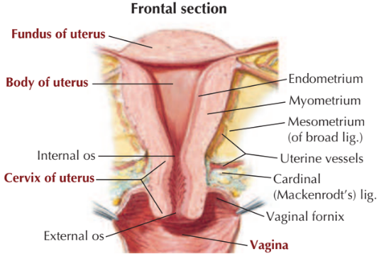 <p>Uterus neck</p><p>Sections:</p><ul><li><p>Internal Os: Opening into uterus</p></li><li><p>Cervical canal</p></li><li><p>External Os: Opening into vagina</p></li></ul><p></p>