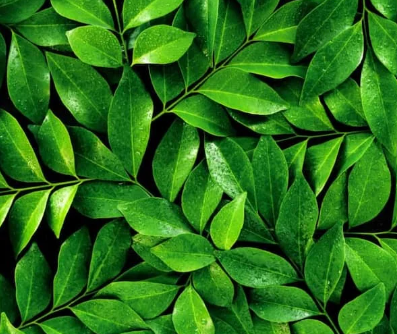 <p>Green</p>