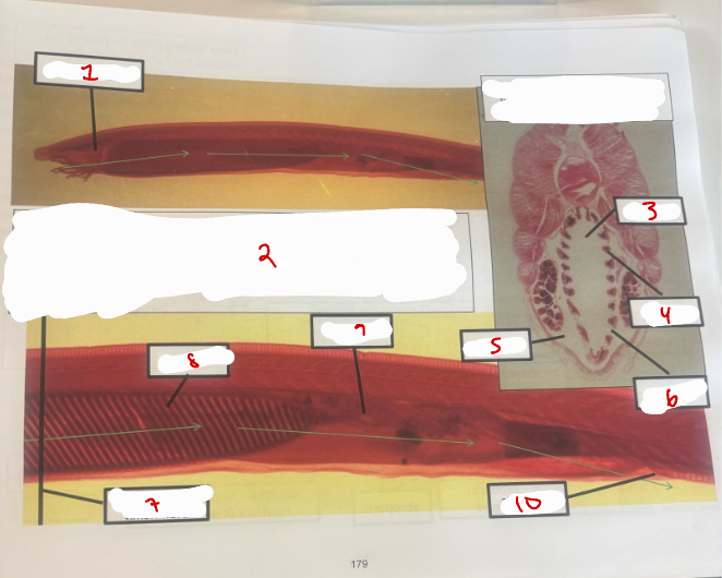 <p>Subphylum Cephalochordata 2</p>