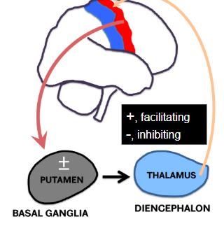 <ul><li><p><span style="background-color: transparent;">Direct: facilitates movements by <u>D</u>isinhibition.</span></p></li><li><p><span style="background-color: transparent;">Indirect: Inhibition of unwanted movements.</span></p></li></ul><p></p>