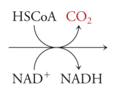 <p>alpha-ketoglutarate dehydrogenase complex - multi-enzyme complex that resemble pyruvate dehydrogenase complex - uses CoA and releases CO<sub>2</sub> and NADH</p>