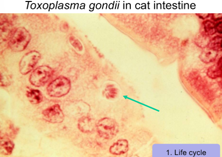 <p><span> </span>cat is definitive host:sexual stage</p><p>Cat has oocysts in faeces if ingested by pretty much any other animal, becomes infectied</p><p> </p><p>When infected, forms cysts.</p><p>Because infected into cells, can get anywhere (brain, etc) but preferes muscle</p><p> </p><p>Cat get from eating tissue cysts in animal it eats</p><p> </p><p>Cat only gets cysts in gut where forms oocysts</p><p></p>