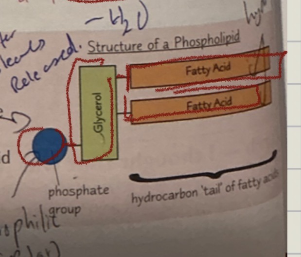 <ol><li><p>found on cell surafce membrasnes </p></li><li><p>phosphate group replaces a fatty acid </p></li><li><p>phosphate group is hydrophillic [attrats water] fatty acid tails are hydrophobic </p></li></ol><p></p>