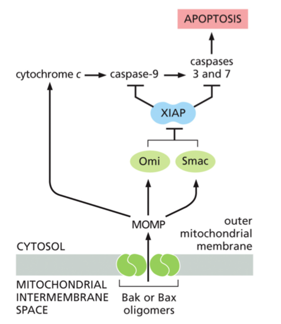 <p>XIAP hæmmer caspaser, især i den intrinsiske pathway, og modvirker dermed apoptose.</p>