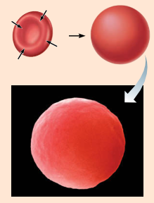<p>Cells take on water by osmosis</p><p>until they become bloated and burst</p><p>(lyse) in a hypotonic solution</p><p>(contains a lower concentration</p><p>of nonpenetrating solutes</p><p>than are present in cells).</p>