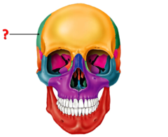 <p>Identify the bone.</p>