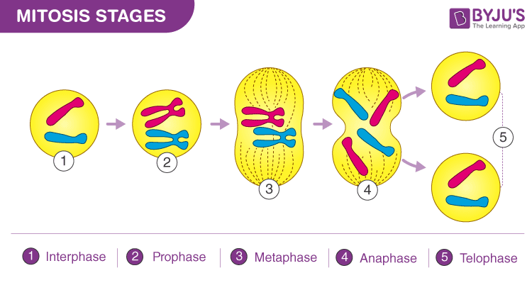 <p>The process of nuclear division that produces two genetically identical daughter cells, made up of interphase, prophase, metaphase, anaphase, and telophase</p>