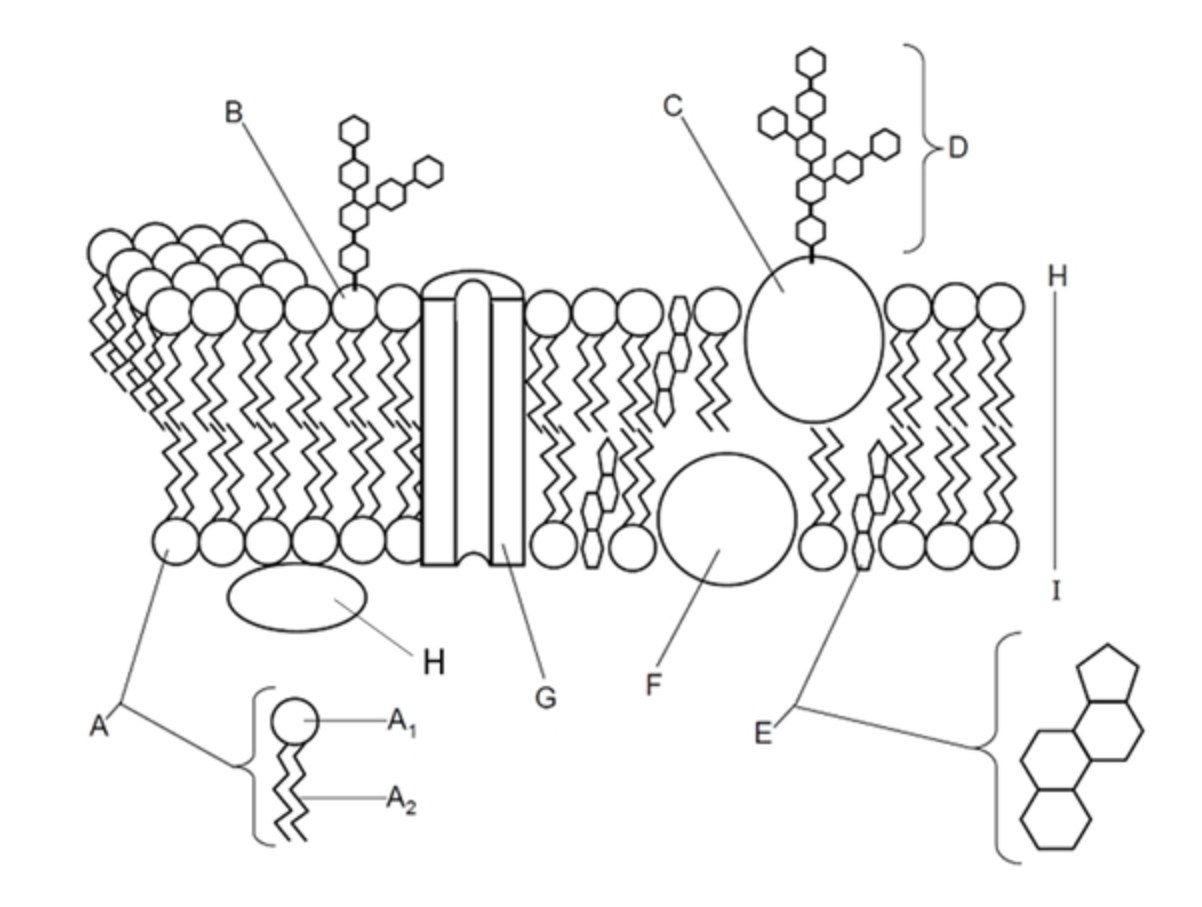 <p>which of the following is a glycolipid</p>