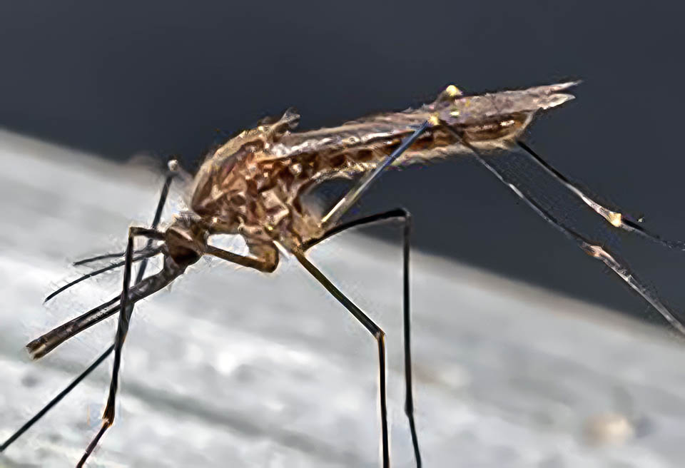 <p>What mosquito is this, and how do you know? </p>