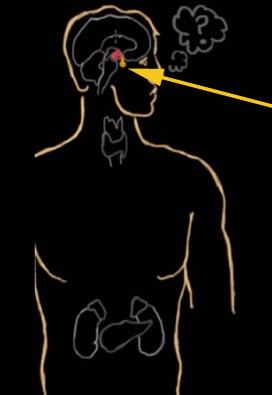 <p><span>Which gland is this, also known as the "Master Gland"?</span></p>
