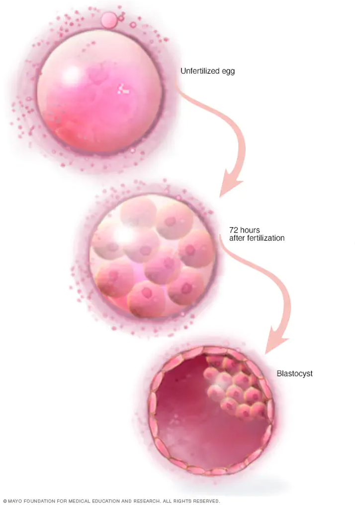 <p><span style="font-family: "Tw Cen MT";">&nbsp;3-4 days after fertilisation, a solid ball of cells called a morula is formed.</span></p><p><span style="font-family: "Tw Cen MT";">&nbsp;The morula contains 16 totipotent cells&nbsp;</span></p><p><span style="font-family: "Tw Cen MT";">&nbsp;Day 5: A blastocyst forms (sphere of cells surrounded by a layer of cells) and reaches the uterus.</span></p><p><span style="font-family: "Tw Cen MT";">&nbsp;The inner cell mass develops into the embryo.</span></p>