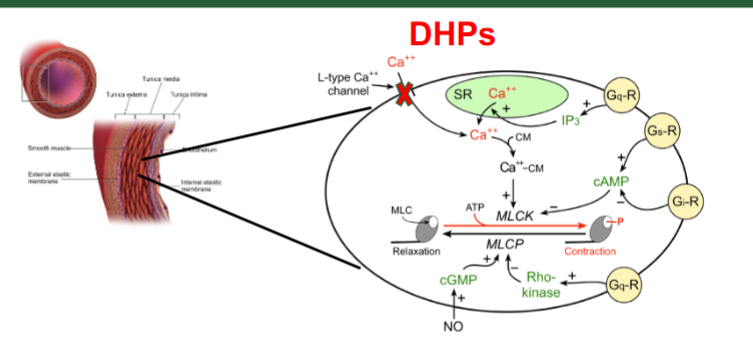<p>block L-type calcium channels in smooth muscle of arteries → increase vasodilation → decrease BP</p>