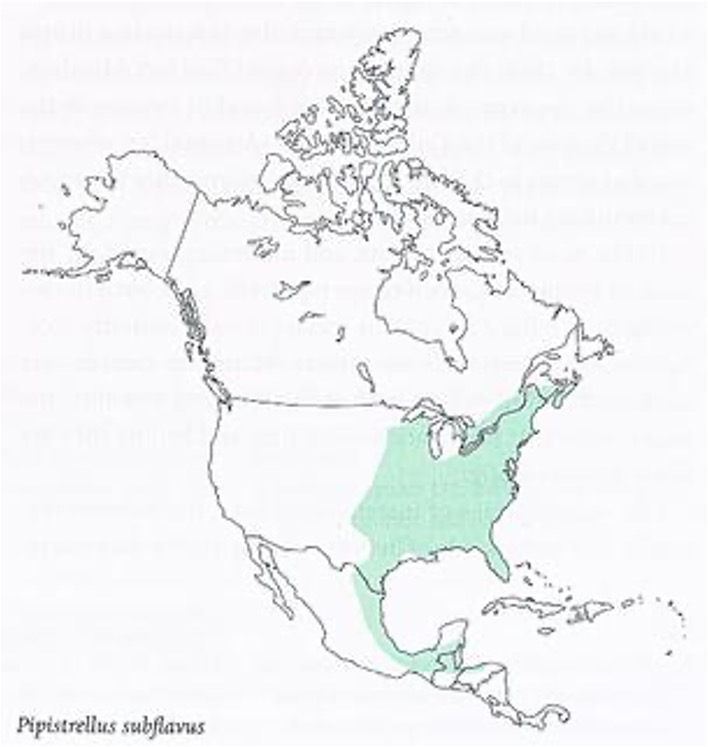 <p>Tricolor bat</p><p>small insects, flies, beetles</p><p>state threatened</p><p>woodlands</p><p>hibernates in caves, roosts in caves in warmer areas, trees in colder</p><p>hibernates the longest, solitary</p>