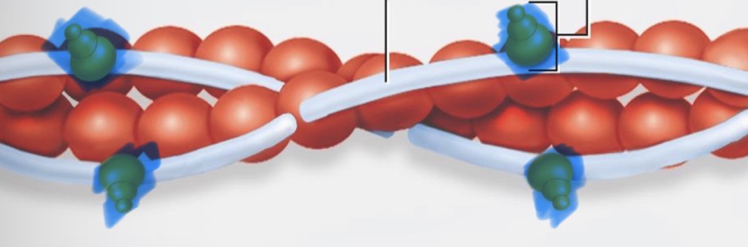 <p>calcium-binding protein on tropomyosin</p>